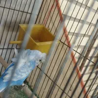مرغ عشق پروانه ای فول