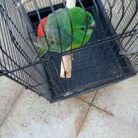 پرنده آواز خوان