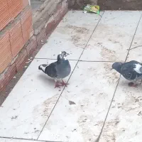 کفتر ابلغ ماده