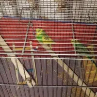 3عدد مرغ عشق با قفس|پرنده|قرچک, مهدیه|دیوار