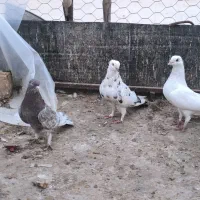 کبوتر|پرنده|اردکان, |دیوار