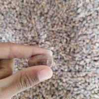 خرماسعمران فقط به قیمت۳۵هزارتومان برا فروش(للبیع)