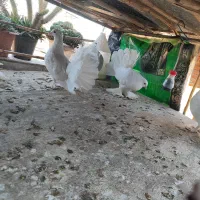 کبوتر|پرنده|گرگان, |دیوار