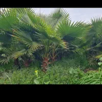 فروش نهال انواع میوهاوگل هابه همراه هرس کردن وسم