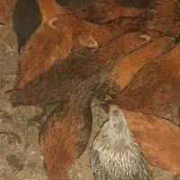 نیمچه ۸۰ روزه  طبیعی