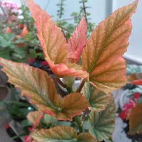 گلدان های اکسسوری تزئینی