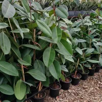 فیکوس سبز سانسوریا ابلغ سطل 7