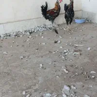۳عدد خروس گلین