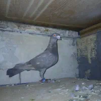 کبوتر سرور پلاکی