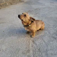 پاپی روباهی|سگ|فارسان, |دیوار