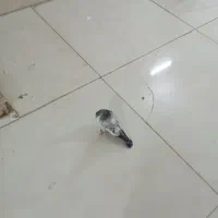 کفتر بهبونی وشهری|پرنده|شیراز, کیان آباد|دیوار