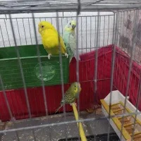 عروس هلندی|پرنده|مسجد سلیمان, |دیوار