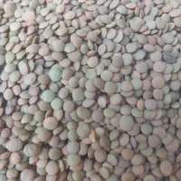 لوبیاقرمزوچیتی تخمه کشمش بادوم زمینی|خوردنی و آشامیدنی|بروجرد, |دیوار