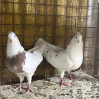کبوتر طوقی