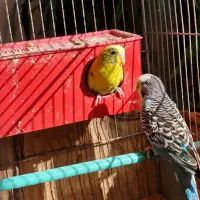 مرغ عشق مولد|پرنده|اصفهان, رسالت|دیوار