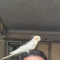 عروس هلندی گمشده