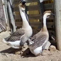 قوغاز خاکستری نر