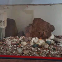 آکواریوم|ماهی|نسیم‌شهر, |دیوار