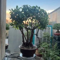 فیکوس بنجامین بنسای