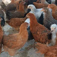 جوجه مرغ و خروس|حیوانات مزرعه|یزد, |دیوار