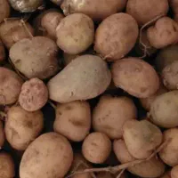 سیب زمینی دامی