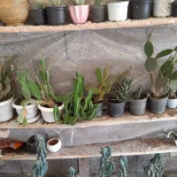 گلها ۲۰ تا ۳۰|گل و گیاه طبیعی|رودبنه, |دیوار