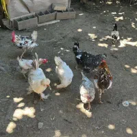 مرغ و خروس