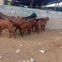 8راس بز جوان دورگ|حیوانات مزرعه|گنبد کاووس, |دیوار