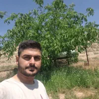 نهال گردو ژنوتیپ F1 آمریکایی / دیرگل، باردهی بالا|خدمات باغبانی و درختکاری|مشهد, شهرآرا|دیوار