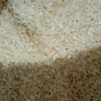 برنج خانمین|حراج|مرودشت, فاز دوم شهرک فرهنگیان|دیوار