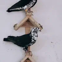 کبوتر