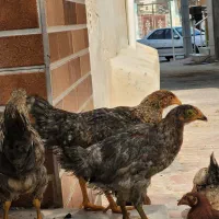 جوجه محلی بالغ|حیوانات مزرعه|قشم, |دیوار