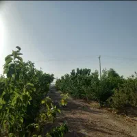 چهاردیواری-باغ-بادرختان-5ساله-اجیلی-با-امکانات