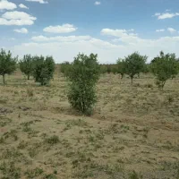 باغ ۸۰۰متری سندشش دانگ نیر