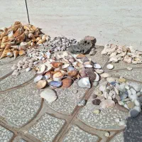 صدف دریایی|کلکسیون و سرگرمی|مشهد, تربیت (صدف)|دیوار