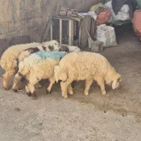 بره
