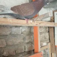 جوجه گمشده|حیوانات|قرچک, باقرآباد|دیوار