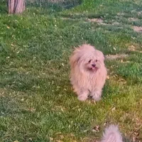 سگ شیتزو مهربون وتربیت شده 2ساله توافقی|سگ|کرج, مهرویلا شمالی|دیوار