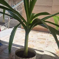 گل برگ ذرتی|گل و گیاه طبیعی|خوی, |دیوار