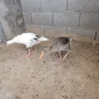 فروش غاز