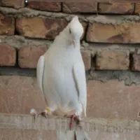 کفتر بی نظیر|پرنده|وحیدیه, |دیوار