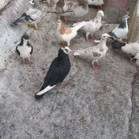 کفتر|پرنده|محمدیه-قزوین, |دیوار