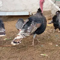 بوقلمون نر و ماده