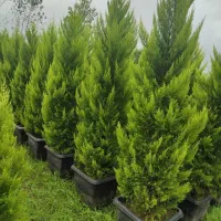 ملک اجاره ایی جهت گلخانه جوار جاده ساحلی