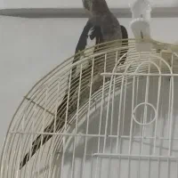 یک عدد عروس هلندی نر|پرنده|نگین شهر, |دیوار