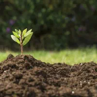 خاک مخصوص گلخانه ها،باغات و حیاط و ایوان