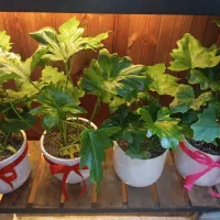 گل برگ انجیری|گل و گیاه طبیعی|کرج, گلشهر|دیوار