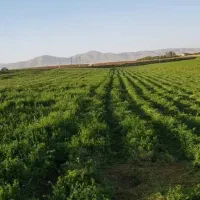 بذر یونجه همدان پا بلند|گل و گیاه طبیعی|کرج, حصارک بالا|دیوار