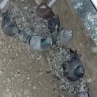 کبوتر پلاکی 40عدد