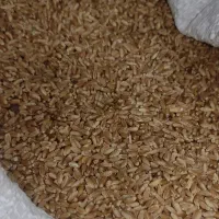 فروش گندم